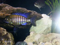 Aulonocara ethelwynnae