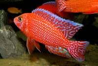 Aulonocara Firefish